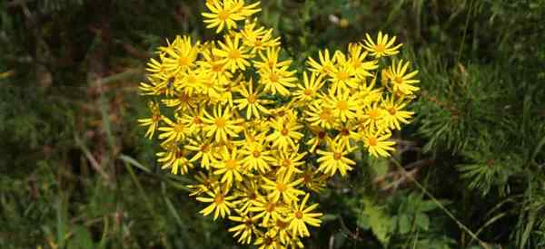 Senecio aureus crescendo e cuidando