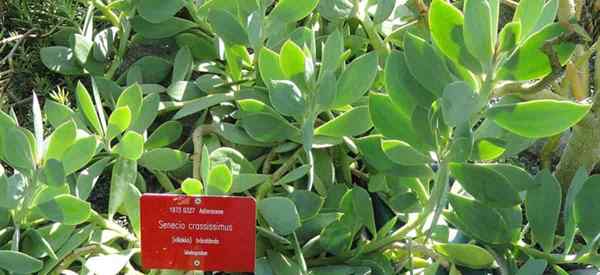 Senecio crassissimus Cultiver et soins - feuilles verticales Senecio