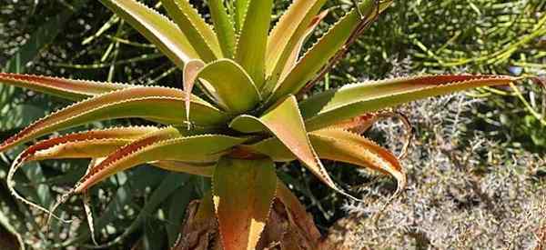 Aloe vaombe cuidado cómo cultivar el árbol malgache aloe