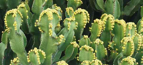 Euphorbia resinifera Care poussant la résine Spurge