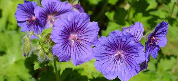 Comment grandir et prendre soin des plantes de géranium robustes