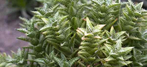 Aloe squarrosa crescendo e cuidando