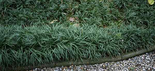 Cara menumbuhkan rumput monyet rumput perbatasan yang sangat baik