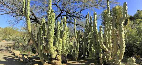 Cara tumbuh dan merawat totem tiang kaktus - lophocereus schottii mengerikan