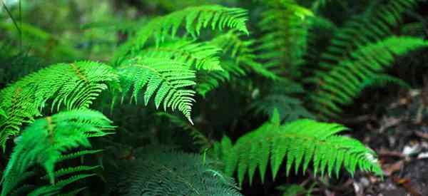 Como crescer e cuidar de Tassel Fern Polystichum Pollepharum