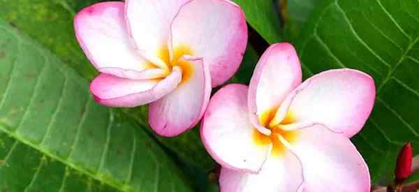 Cara tumbuh plumeria dari biji