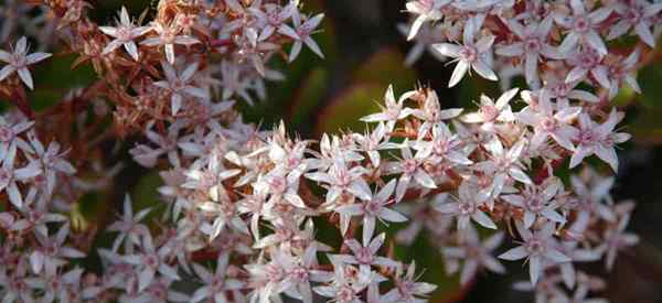 Conseils sur les plantes de jade à fleurs