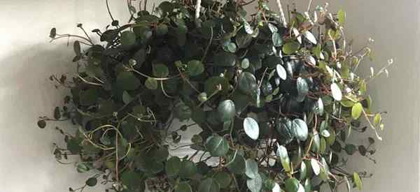 PEPEROMIA PEPPERSPOT Cuidado com as principais dicas de crescimento