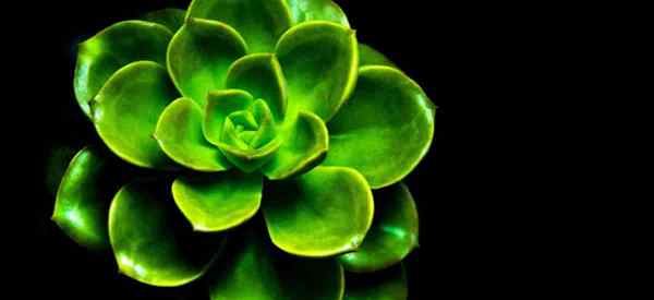 Echeveria chroma croissance et soins