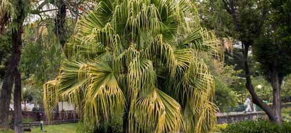 Fan Palm Chinese cuidado cómo cultivar Livistona chinensis