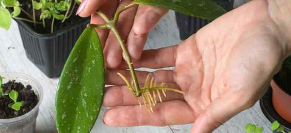 Consejos sobre cómo propagar la propagación de la planta de cera Hoya