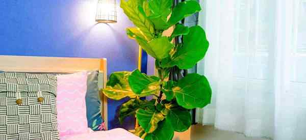 Tips Ficus Daun Fiddle Tentang Tumbuh dan Perawatan