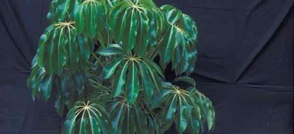 Schefflera Amate Plant et Care