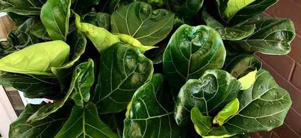 Poda Fiddle Leaf FIG Cómo podar FiCus Ficus árboles