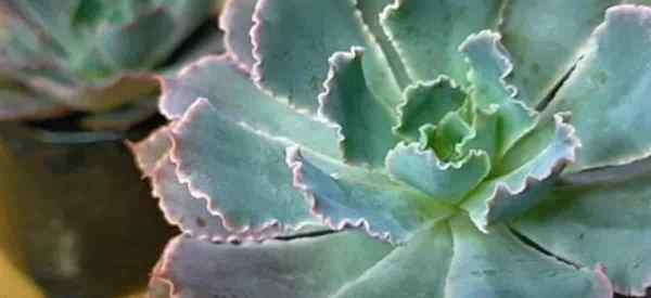 Echeveria Breakers de néon grandissant et soins