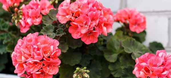 Adalah perennials geranium? Adakah tumbuhan geranium ditanam sebagai tahunan?