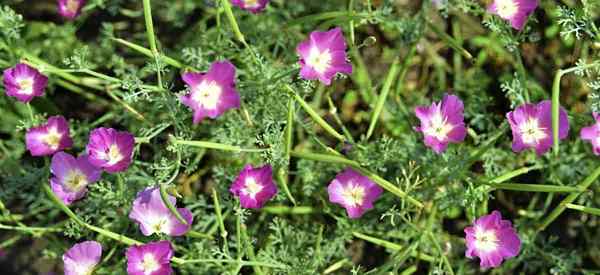 Callirhoe involucrata penjagaan tumbuh tumbuhan cawan wain