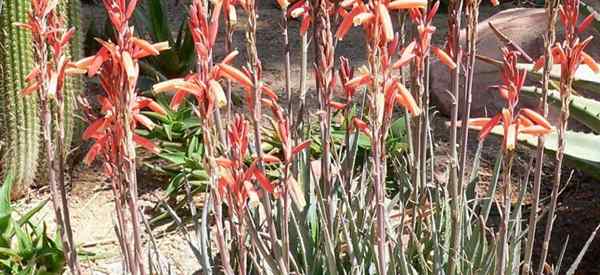 Elfe bleu d'aloe croissance et soins