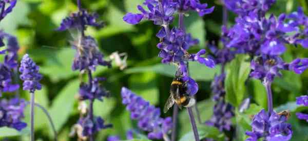 Salvia officinalis yang umum tumbuh dan peduli