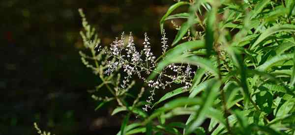 Citron verveine se soucie de la culture de cultiver aloysia citriodora