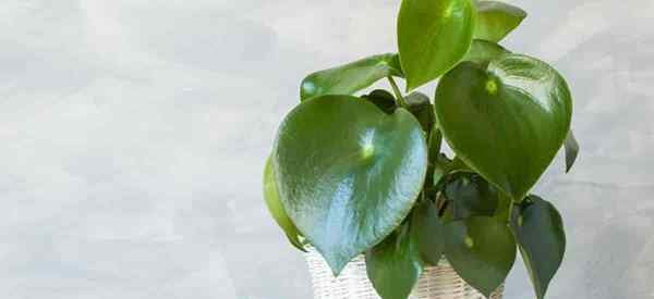 Comment cultiver la goutte de pluie peperomia