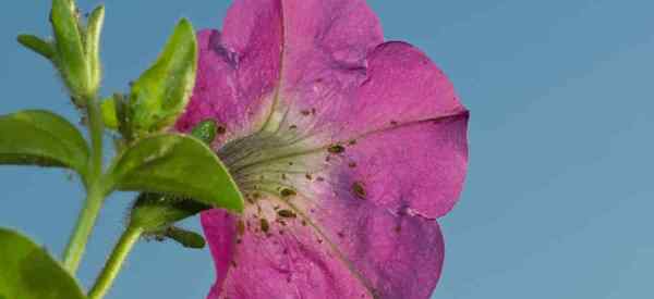 Como matar pulgões em petunias