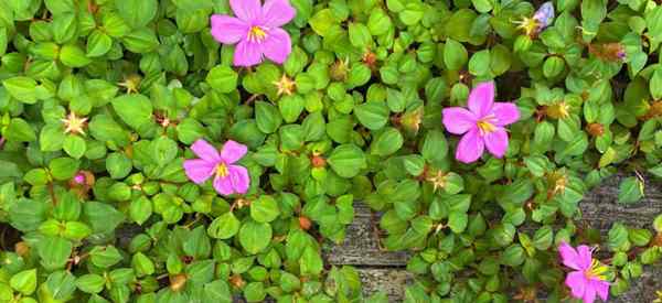 Cultivo de chal español cómo cuidar las plantas de heterocentron elegans