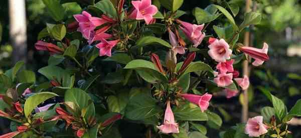 Portlandia grandiflora cuidado cultivando la flor de la campana jamaicana