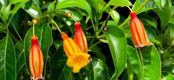 Crescente Hamelia Cuprea Como cuidar do Bahama Firebush