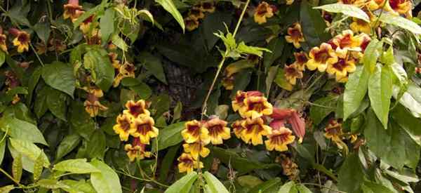 Crossvine Care How to Grow Bignonia Capreolata Vines