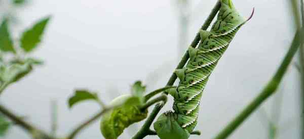 Czy ziemia okrzemkowa zabija hornworms?