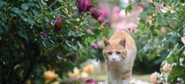 As rosas são venenosas ou tóxicas para gatos?