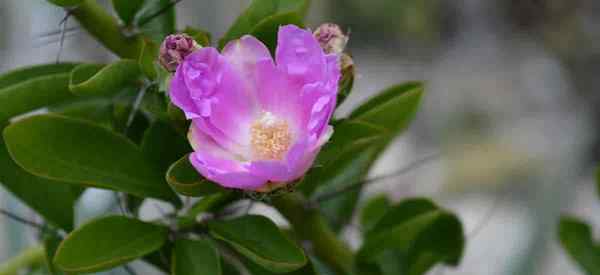 Pereskia Care cómo cultivar hoja de rosa cactus