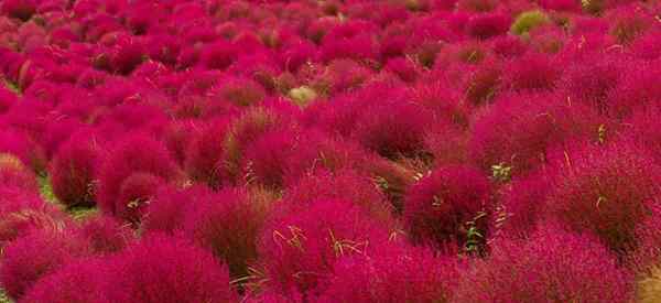 Kochia Scoparia Grass Care como cultivar cipreste de verão