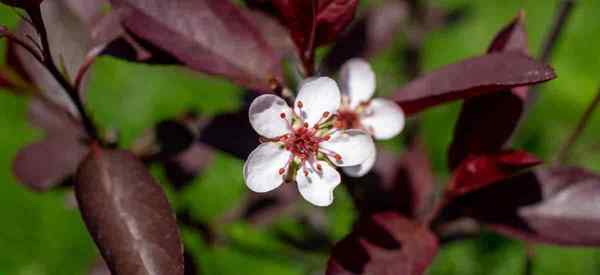 Arbuste de cerise de sable de feuilles violettes