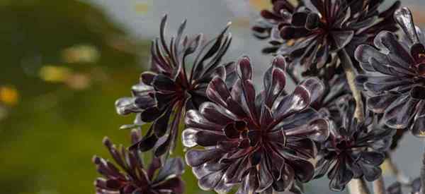 Anbau von Aeonium Cyclops für den Cyclops Riesen Red Aeonium