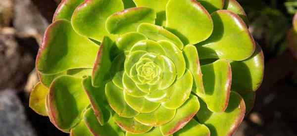 Aeonium canariense wächst und sorgt