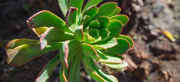 Cómo crecer y cuidar a la suculenta Aeonium urbicum (planta de platillo)