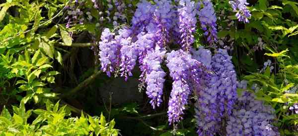 Como matar Wisteria Vines