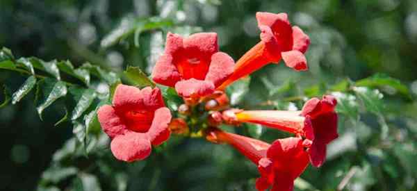 Cara Membunuh Trumpet Vine