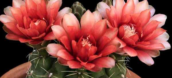 Gymnocalycium Baldianum Care Menumbuhkan Kaktus Dagu Kurcaci