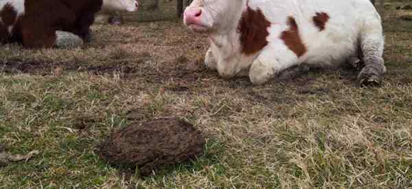 Steer pupuk di taman tomat | Mawar | Lagi…