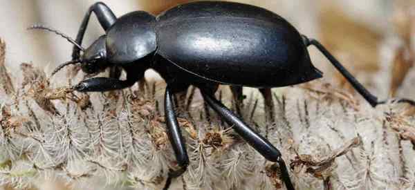 Kumbang gelap apa mereka? Cara menyingkirkan cacing makan