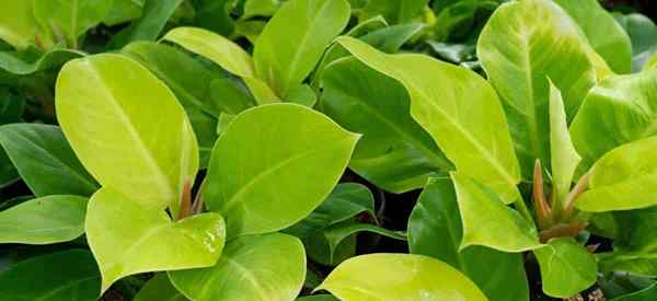 Philodendron Moonlight Care How to Grow Lime Philodendrons