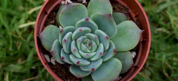 Como crescer e cuidar de suculento echeveria chihuahuensis