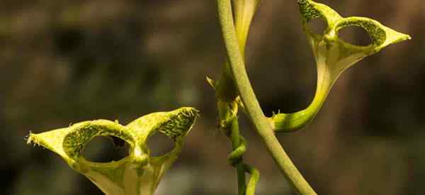 Ceropegia Sandersonii se soucier de la façon de cultiver la plante de parachute