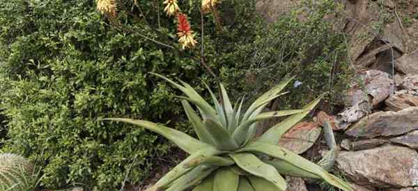 Wie man Aloe Africana -Pflanzen kümmert und anbauen