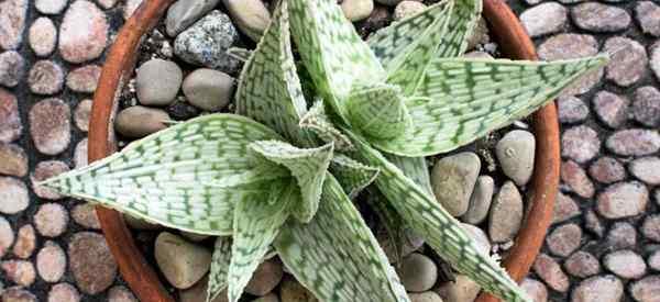 Rosnące aloes deltoideodonta troszczące się o aloes rosii