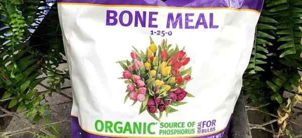 Conseils sur l'utilisation de la farine d'os pour les roses