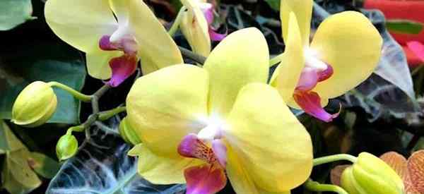 Folhas de orquídea Phalaenopsis girando as causas amarelas | Curas